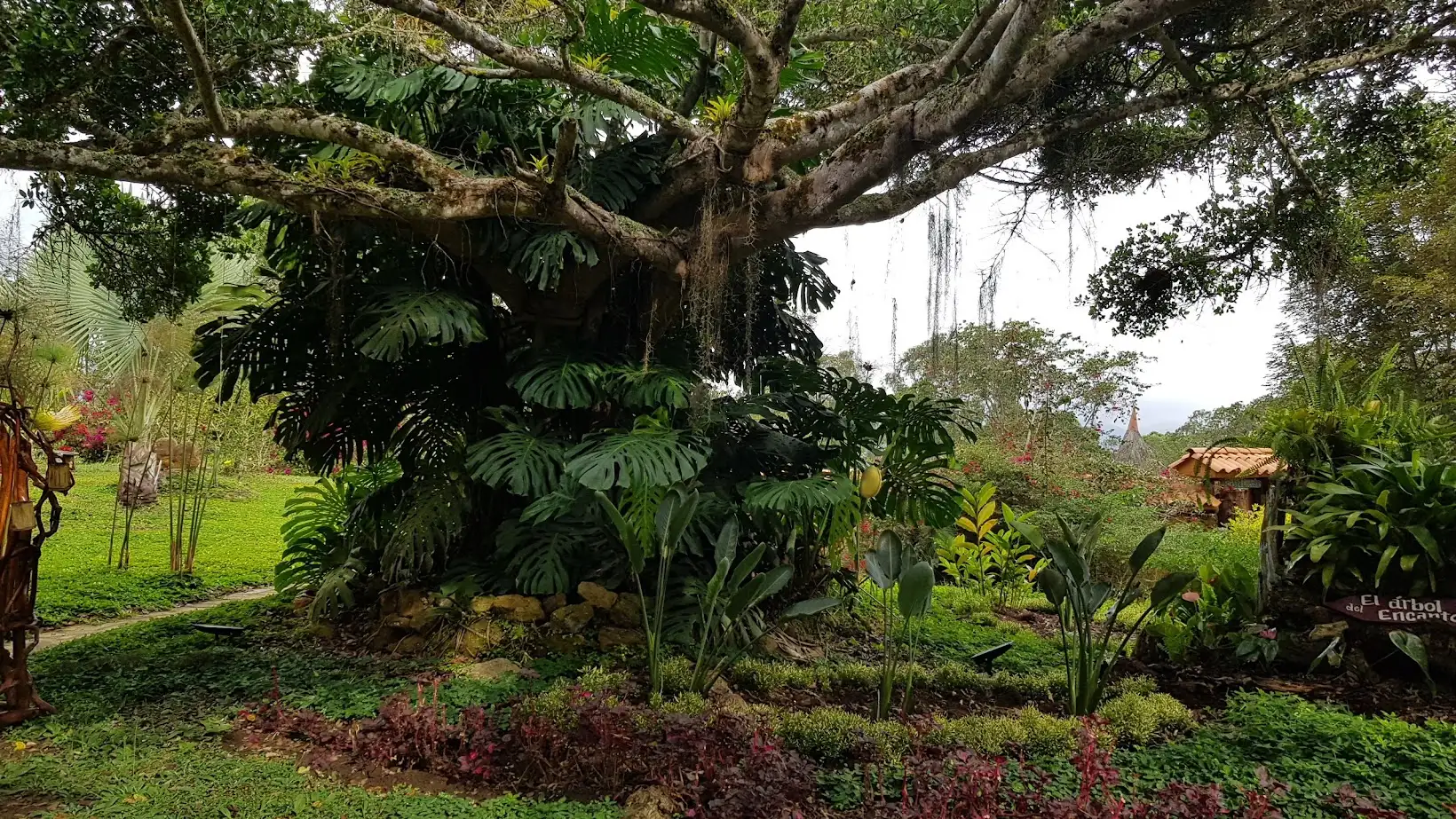 Arbol de la Vida Sindamanoy